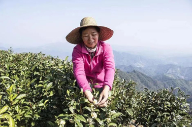 二十大代表風采丨祝雪蘭：帶領(lǐng)村民種茶走上致富路
