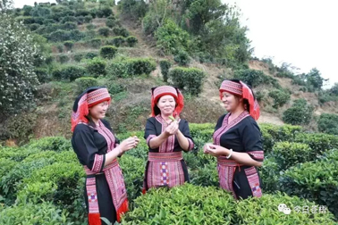 從一片葉子探索產(chǎn)業(yè)振興新路子丨梧州市以全產(chǎn)業(yè)鏈思維推動六堡茶產(chǎn)業(yè)發(fā)展