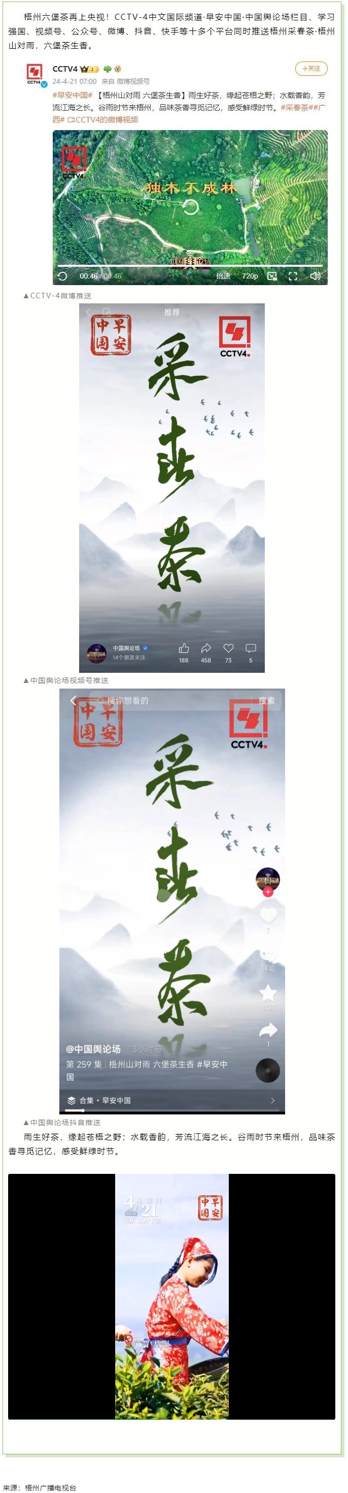央視、學(xué)習(xí)強(qiáng)國(guó)等十多個(gè)平臺(tái)同時(shí)推送梧州采春茶&middot;梧州六堡茶.png